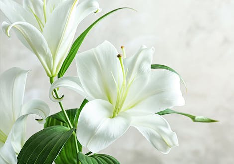 Photograph of white lilies
