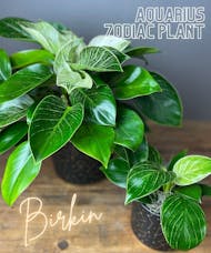 Aquarius Zodiac Plant - Philodendron Birkin