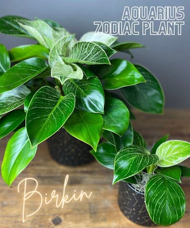 Aquarius Zodiac Plant - Philodendron Birkin