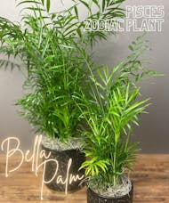 Pisces Zodiac Plant - Bella Palm