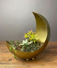 Moonshadow Succulents