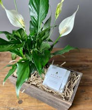 Peace Lily & After Candle Box