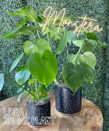 Libra Zodiac Plant - Monstera