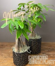Capricorn  Zodiac Plant - Money Tree