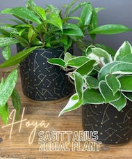 Sagittarius Zodiac Plant - Hoya