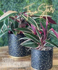 Virgo Zodiac Plant - Stromanthe Triostar