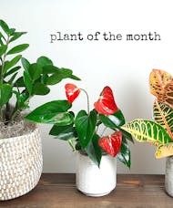 Plant of the Month Subscription