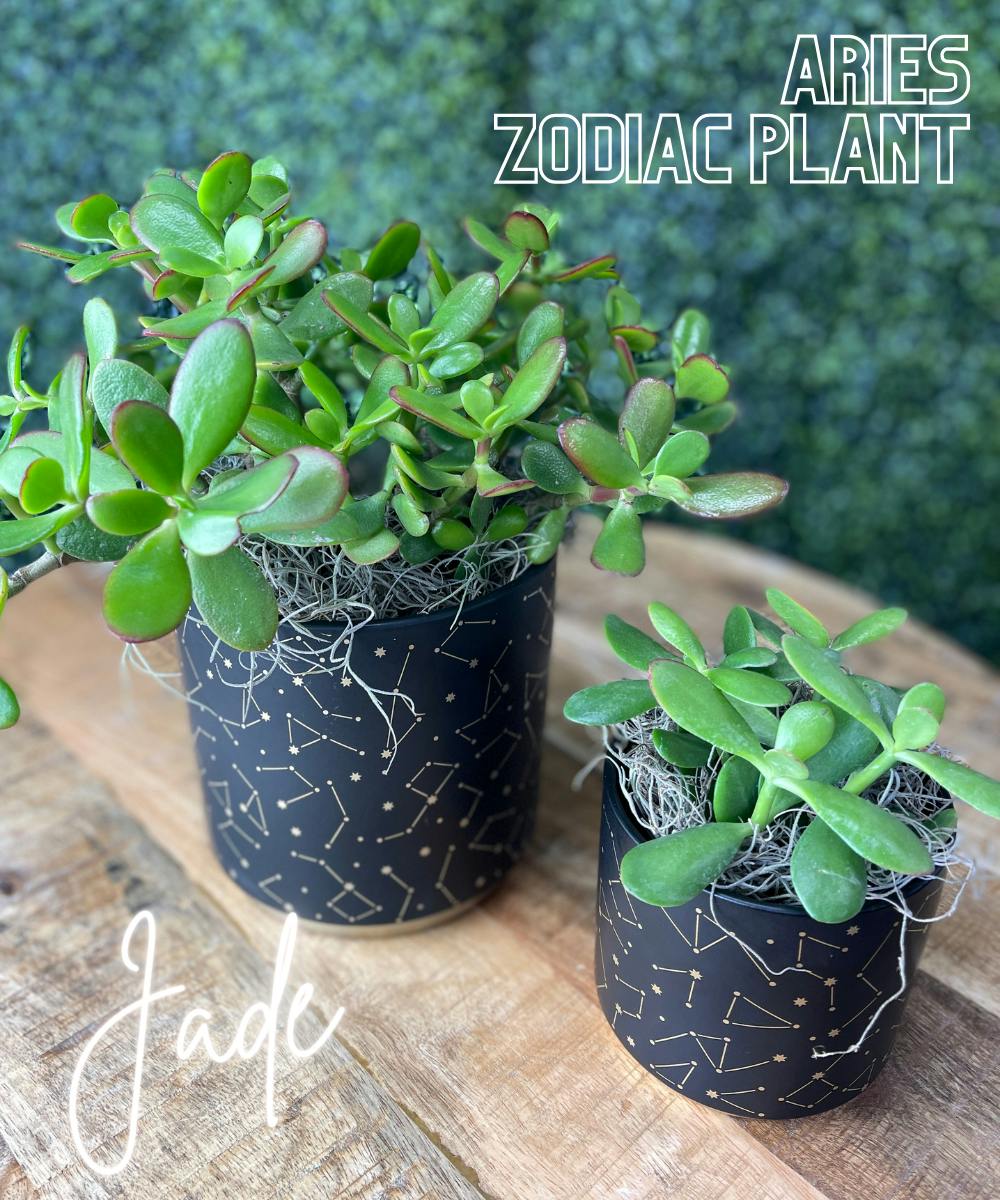 Aries Zodiac Plant Jade