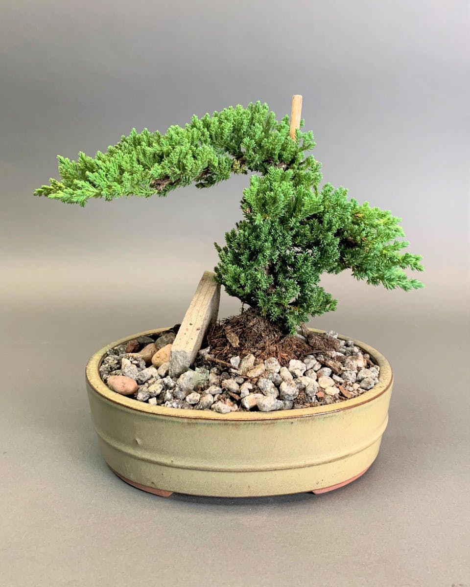 Miyagi Do Bonsai Green Plants Delivered AnnapolisBaltimore (MD