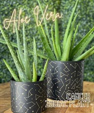 Cancer Zodiac Plant - Aloe Vera