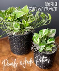 Gemini Zodiac Plant - Pearls & Jade Pothos