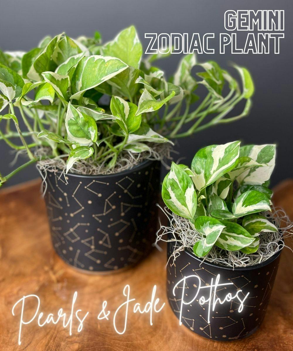Gemini Zodiac Plant Pearls & Jade Pothos Glen Burnie Annapolis