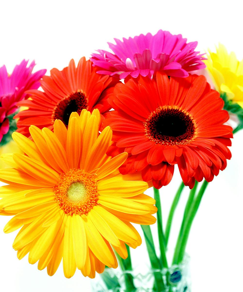 Gerber Daisies Glen Burnie Annapolis (MD) Flower Delivery WildFlower