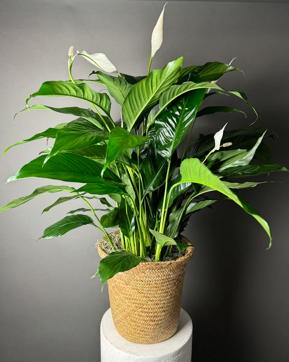 Spathiphyllum (Peace Lily) - Thumbnail 2