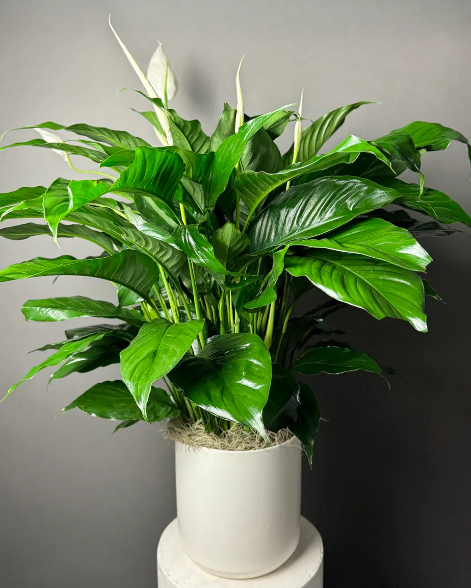 Spathiphyllum (Peace Lily)