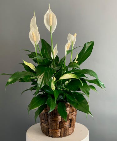 Spathiphyllum (Peace Lily) - Same Day Delivery Available