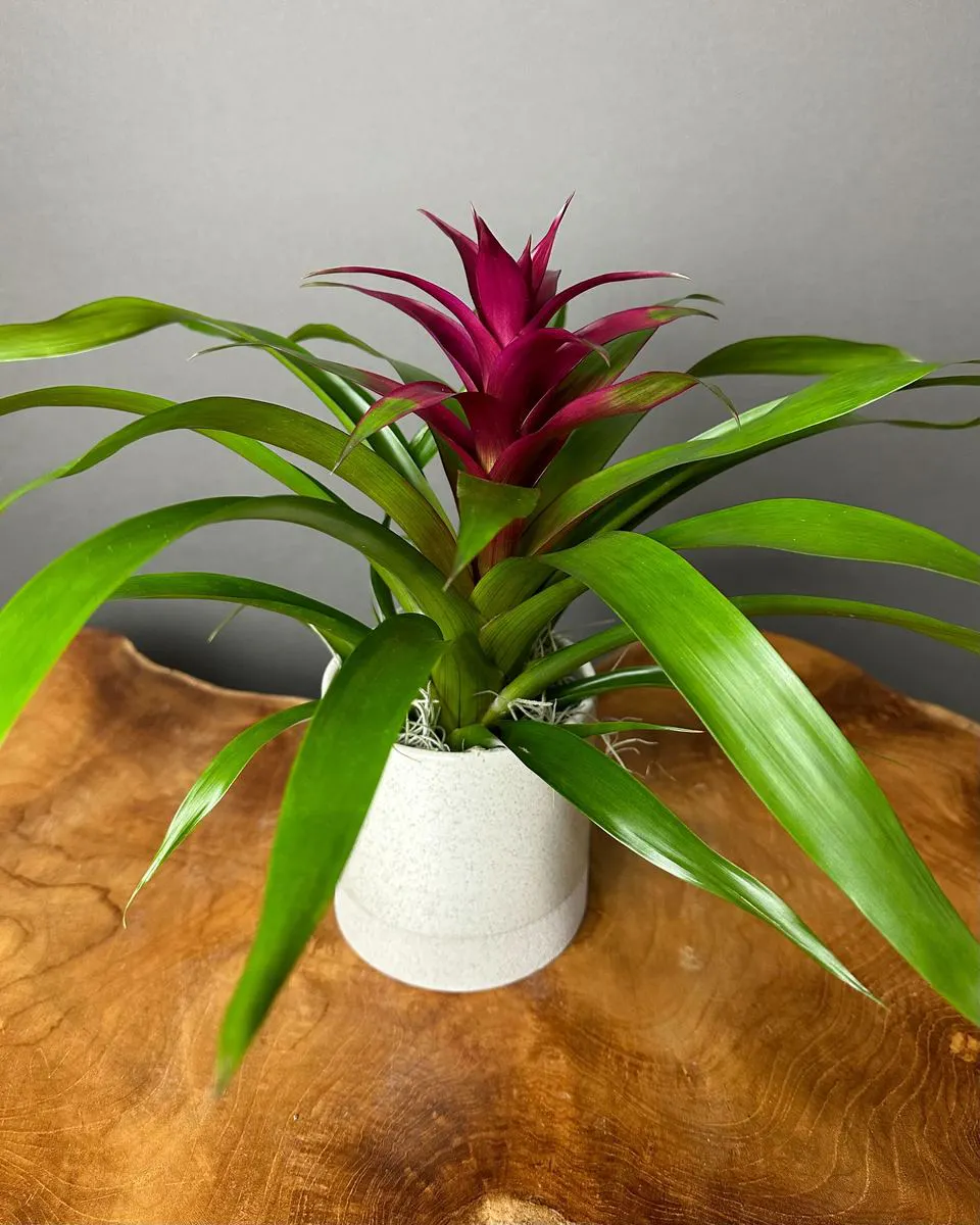 WildFlower Stem + Sundry Bromeliad