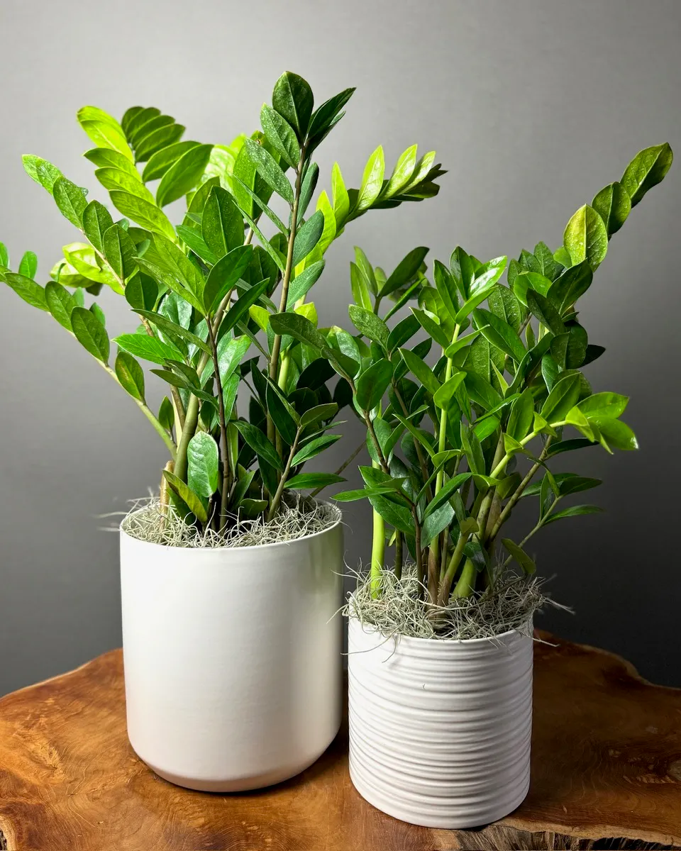 WildFlower Stem + Sundry ZZ Plant