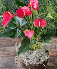 Heart Plant | Anthurium