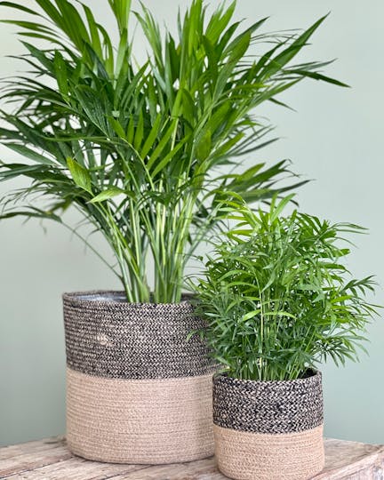 Green Plants