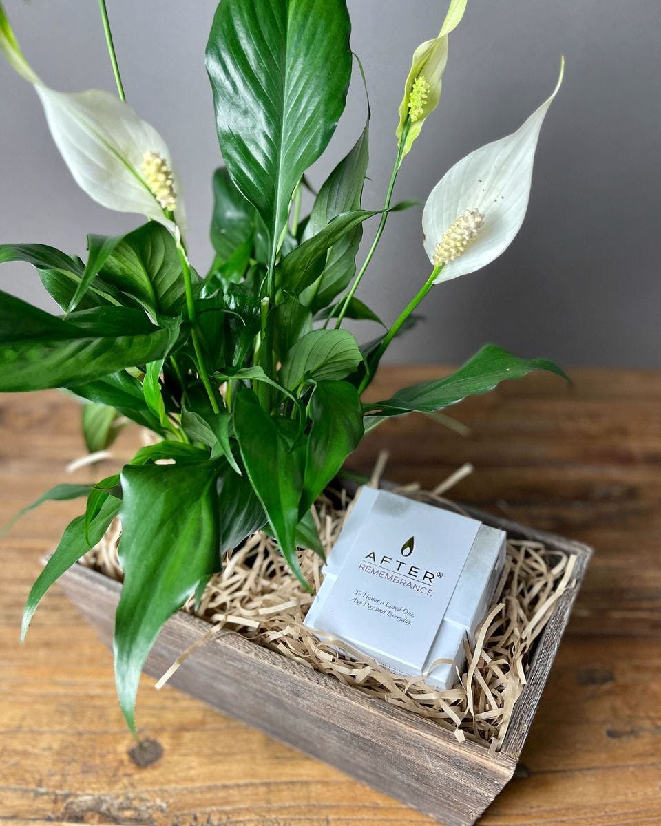 Peace Lily & After Candle Box Glen Burnie Annapolis (MD) Gift