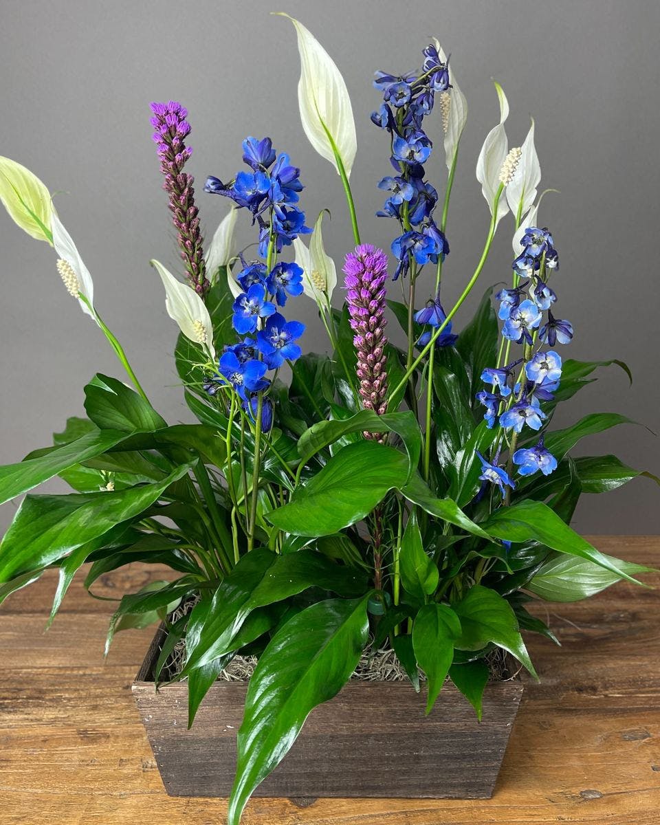 Peace Lily and Blooms Glen Burnie & Annapolis (MD) Plant Delivery