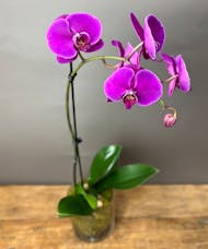 Botanical Orchid