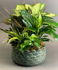 Indoor Garden Planter - Same Day Delivery Available