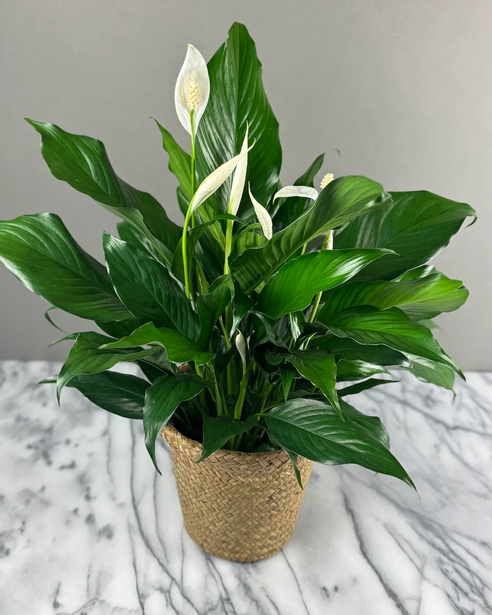 Spathiphyllum (Peace Lily) - Thumbnail 3