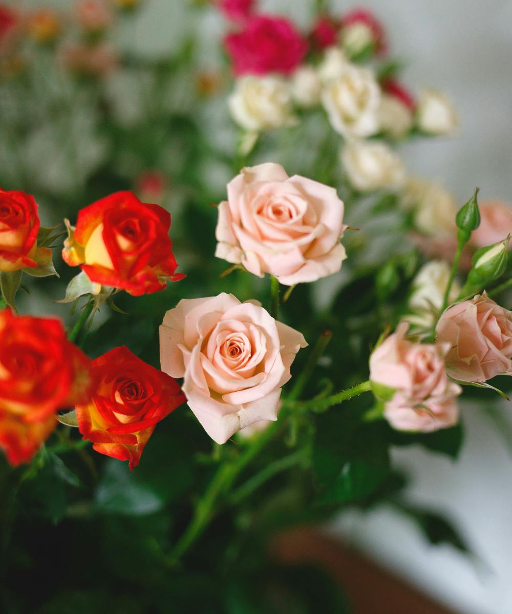 Spray Roses Baltimore Glen Burnie (MD) Bulk Flowers WildFlower