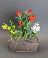 Spring Bulb Box