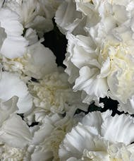 Carnations - White Only