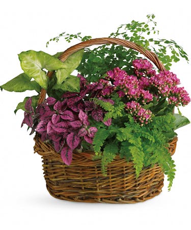 Secret Garden Basket Blooming Plant Delivery Md Wildflower
