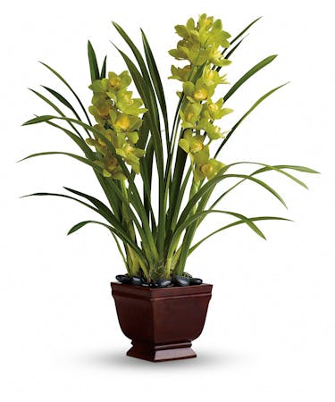 Splendid Orchids Orchid Plant Delivery Md Wildflower Stems