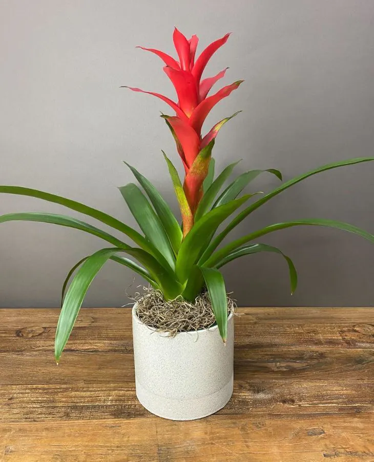 WildFlower Stem + Sundry Bromeliad - Thumbnail 2