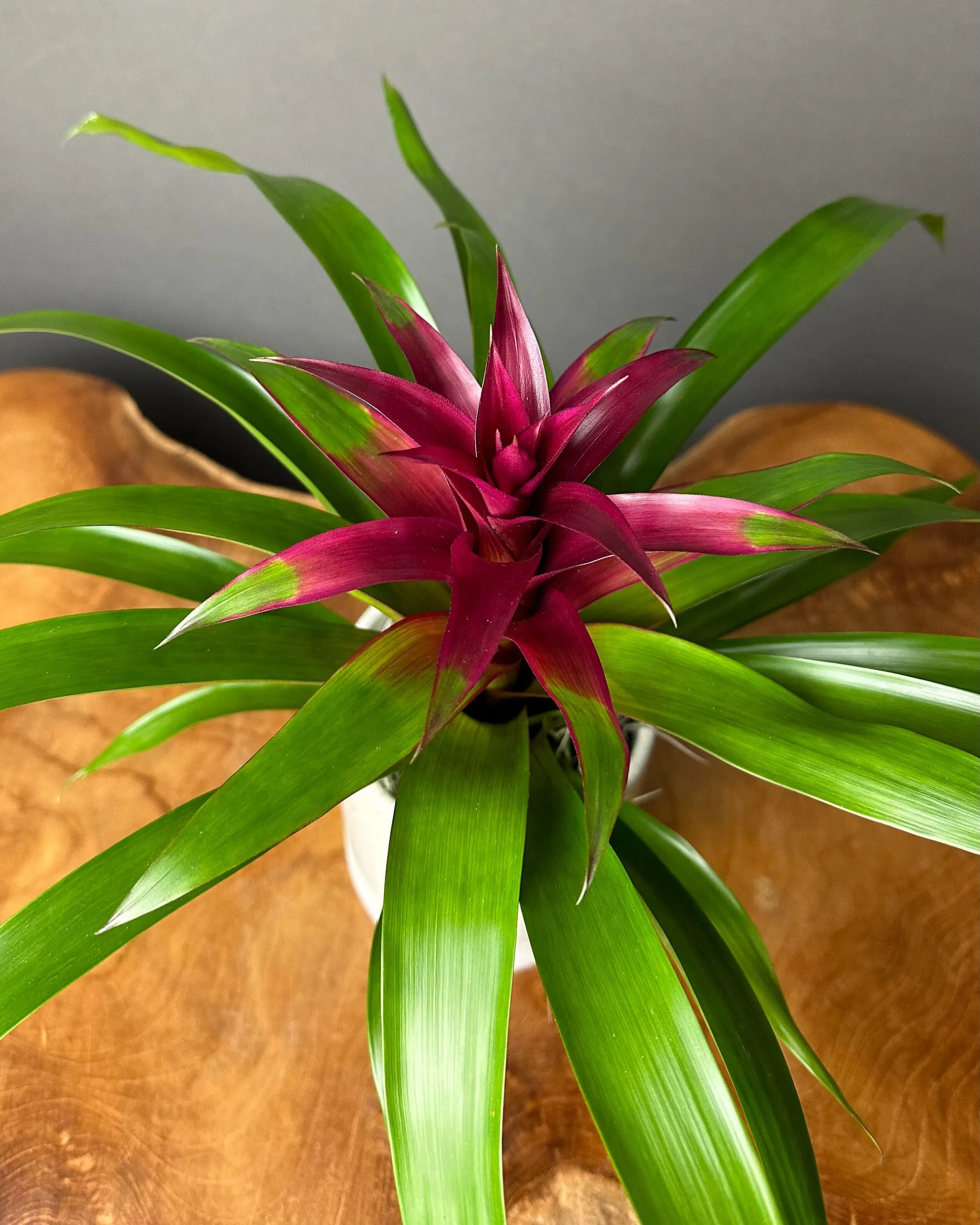 WildFlower Stem + Sundry Bromeliad - Thumbnail 3
